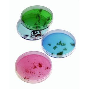 Lab-Tek Petri Dishes. Nunc